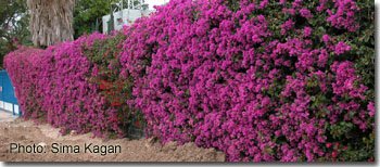 בוגונוילאה חלקה Bougainvillea glabraBougainvillea glabra