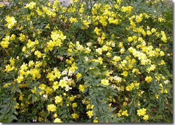 יסמין גדול פרחים Jasminum mesnyi