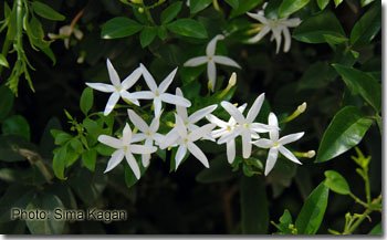 יסמין אזורי Jasminum_azoricum